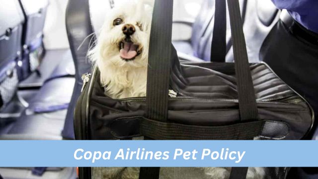 Copa Airlines Pet Policy: Which Documents Are Required for a Pet Reservation?