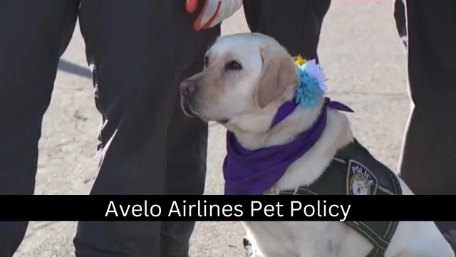 Avelo Airlines Pet Policy
