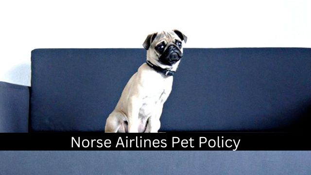 Norse Airlines Pet Policy