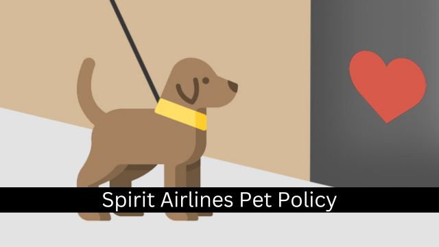 Spirit Airlines Pet PolicySpirit Airlines Pet Policy
